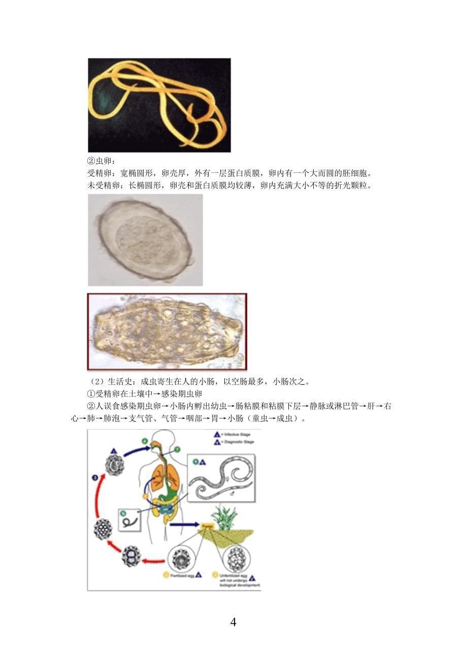 临床检验师考试寄生虫讲义.doc_第5页