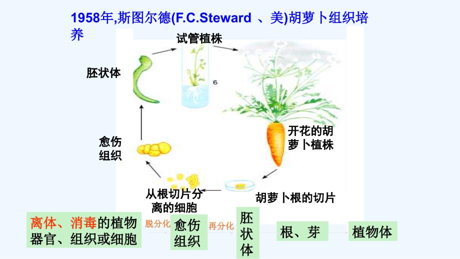 植物的克隆浙科版_第2页