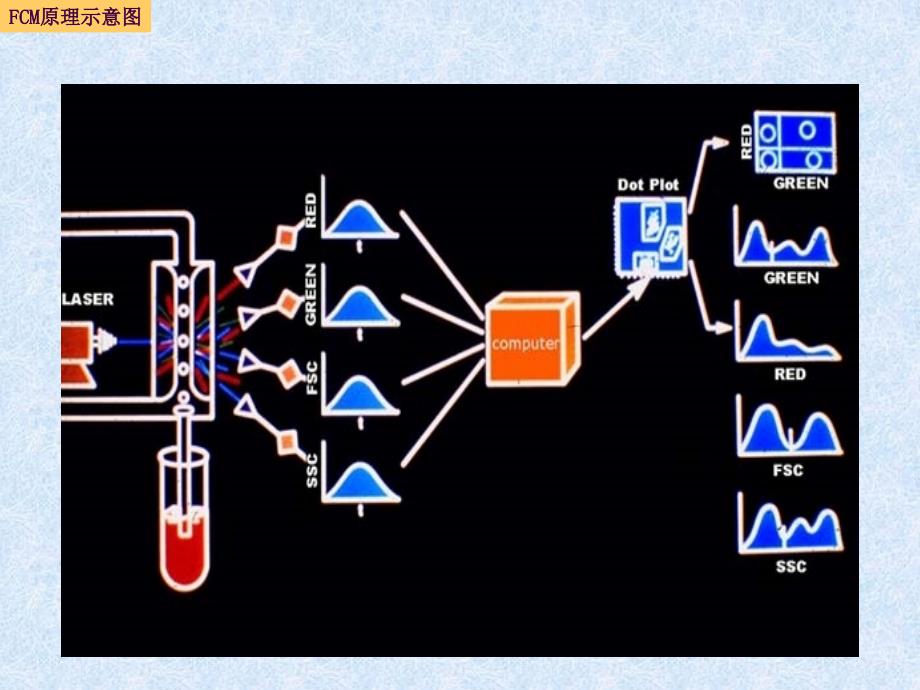 流式细胞术实验技巧及数据分析ppt课件_第4页