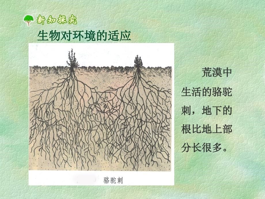 生物适应和影响环境_第5页