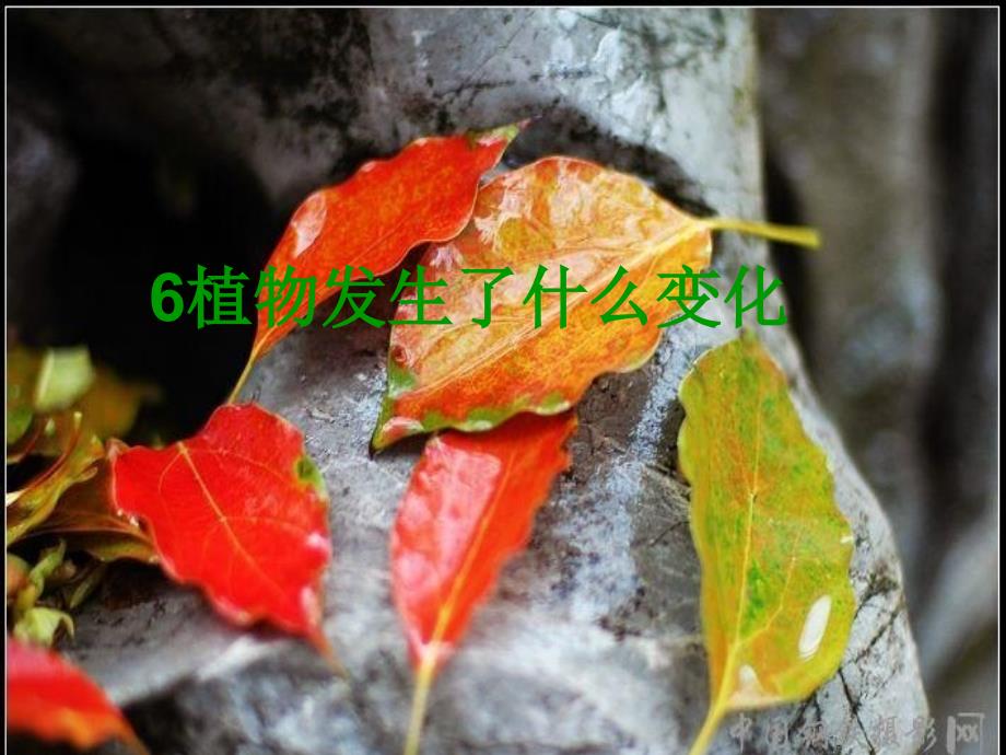 《植物发生了什么变化》课件_第1页