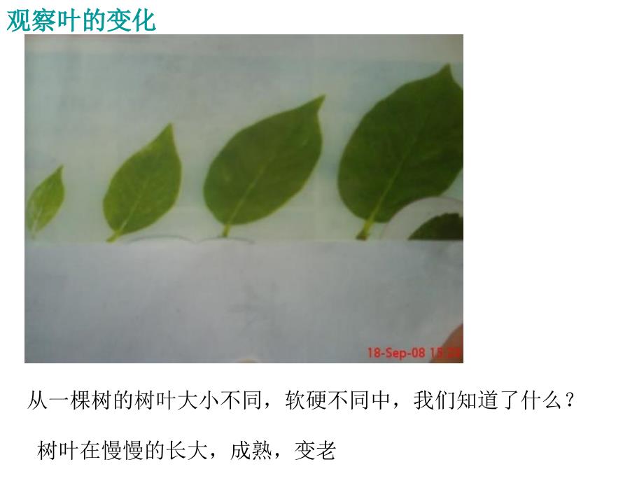 《植物发生了什么变化》课件_第3页