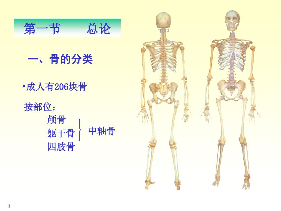 CHAPTER01骨学_第3页