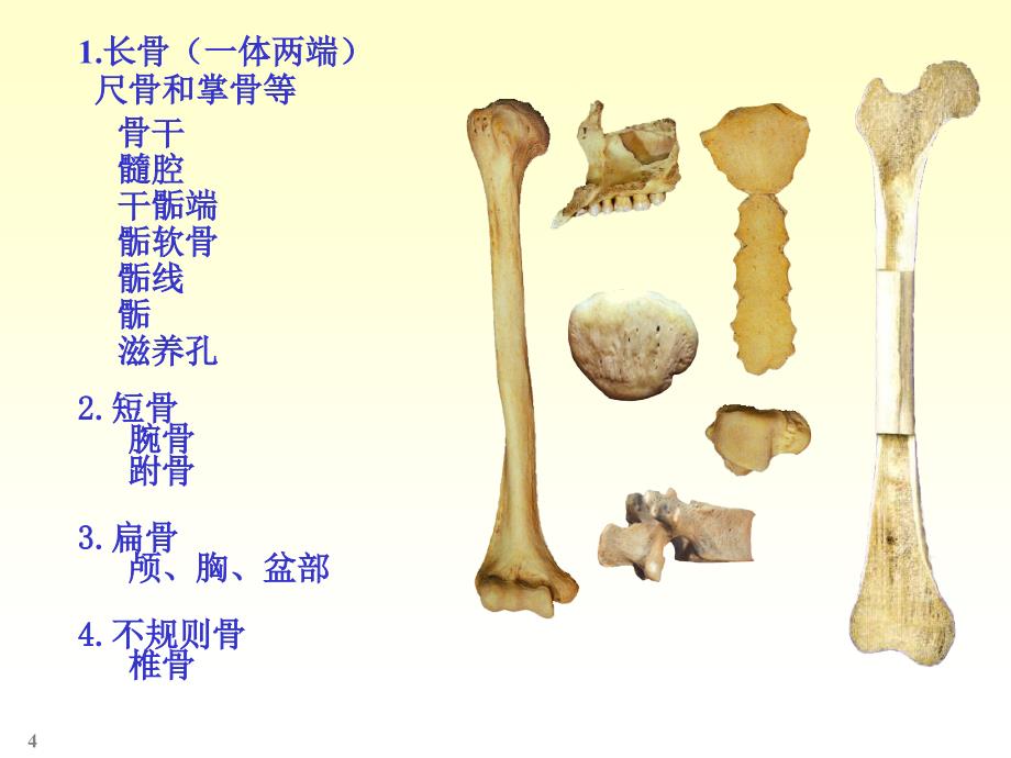 CHAPTER01骨学_第4页