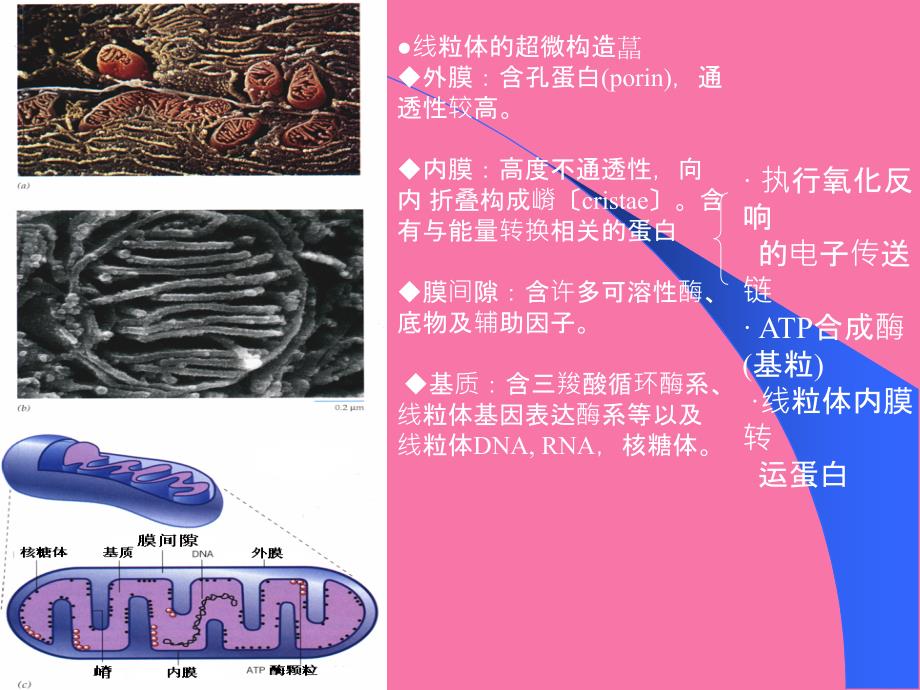 细胞的能量转换线粒体和叶绿体ppt课件_第4页