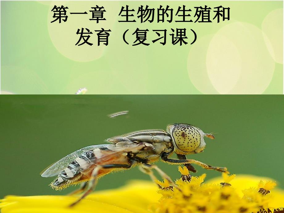 生物的生殖与发育_第1页