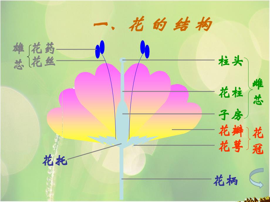 生物的生殖与发育_第4页