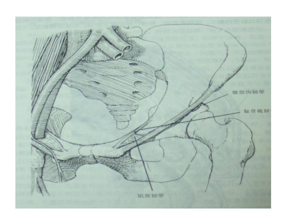 疝腹股沟疝解剖图谱ppt课件_第4页