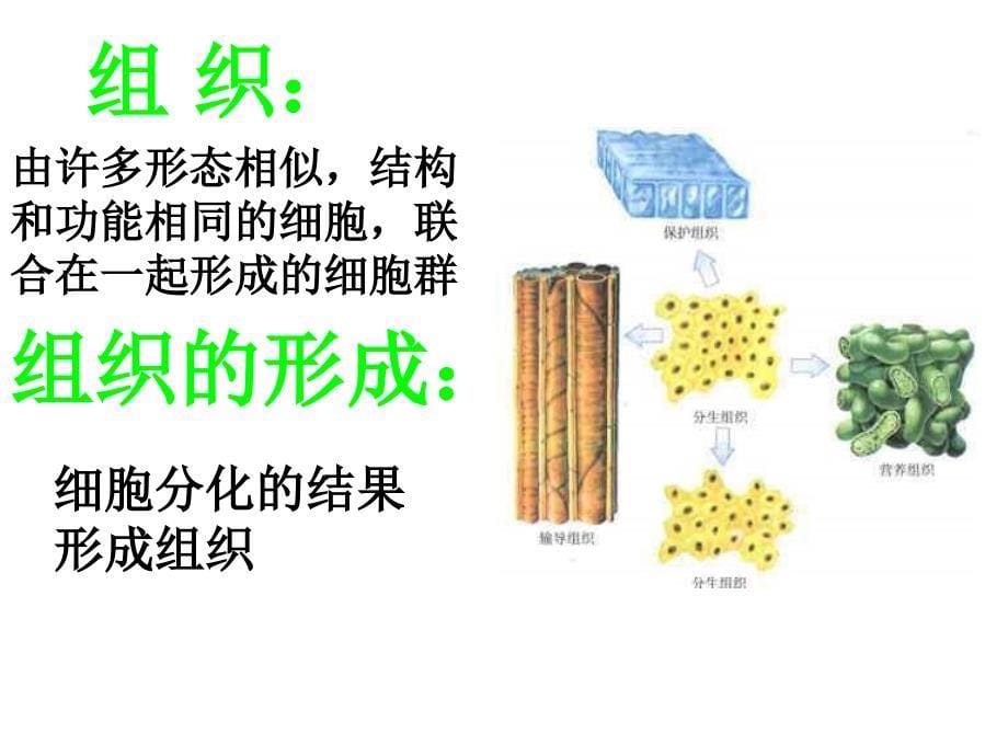 九年级物理植物体的结构层_第5页