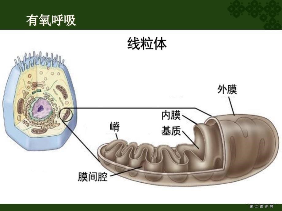 52ATP来源呼吸_第5页