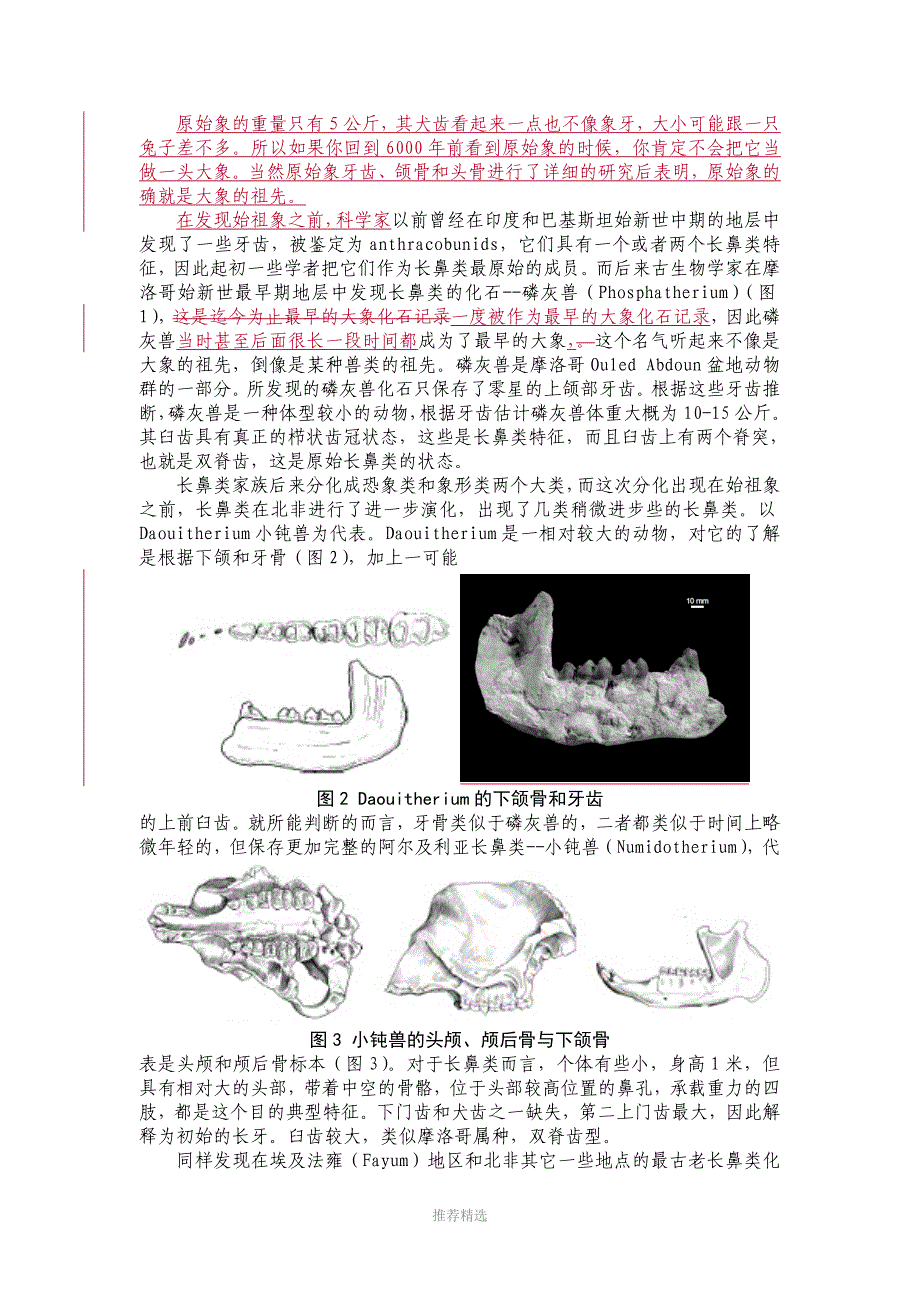 大象的起源与演化_第4页