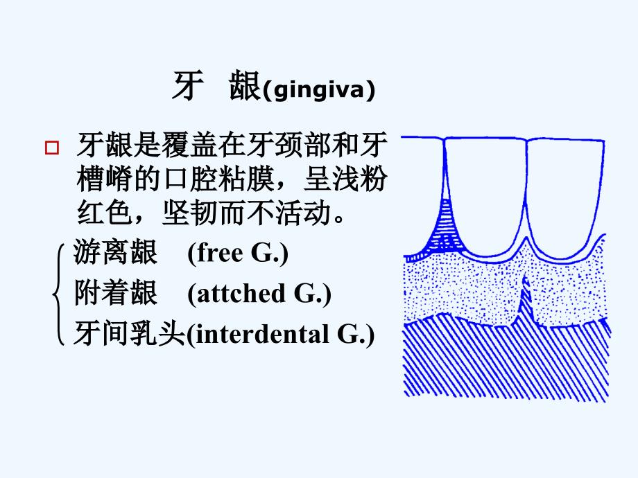 口腔解剖生理学应用解剖和生理_第1页