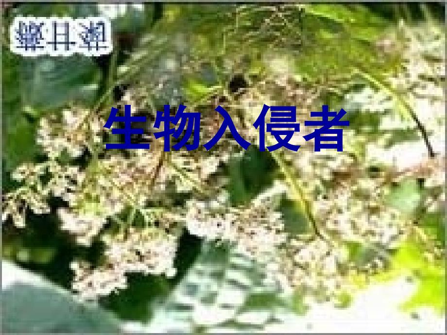 生物入侵者2陈晓松234_第3页