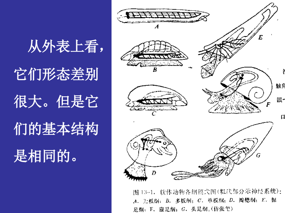 第五章软体动物_第2页