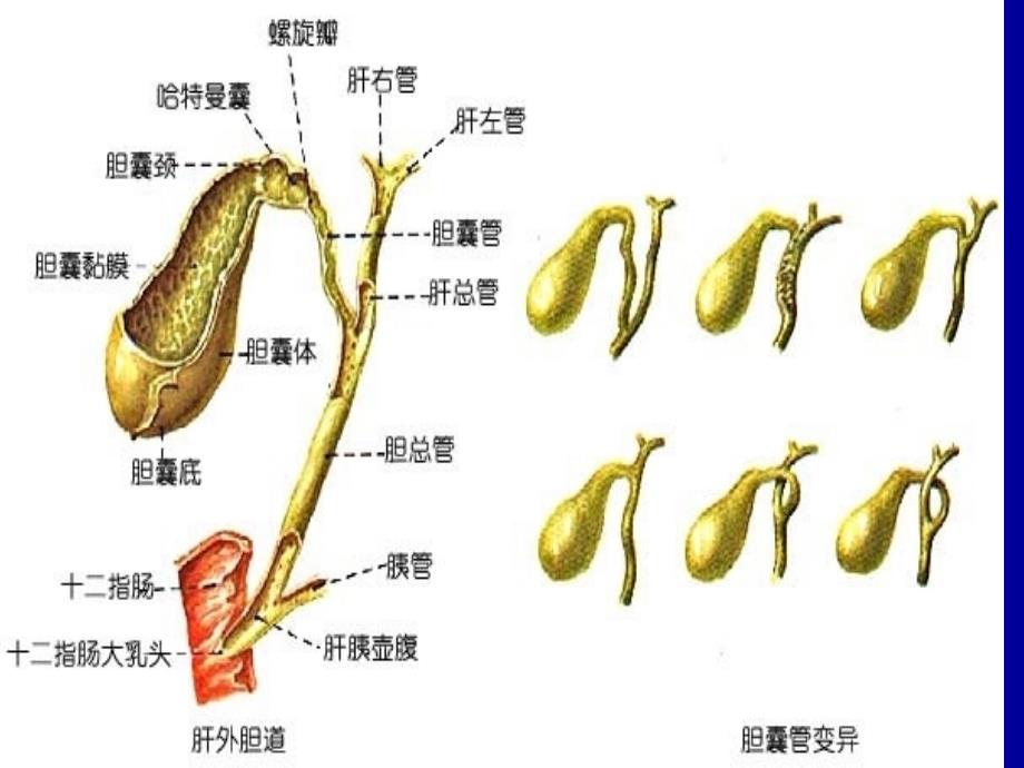 胆道病课件文档资料_第3页