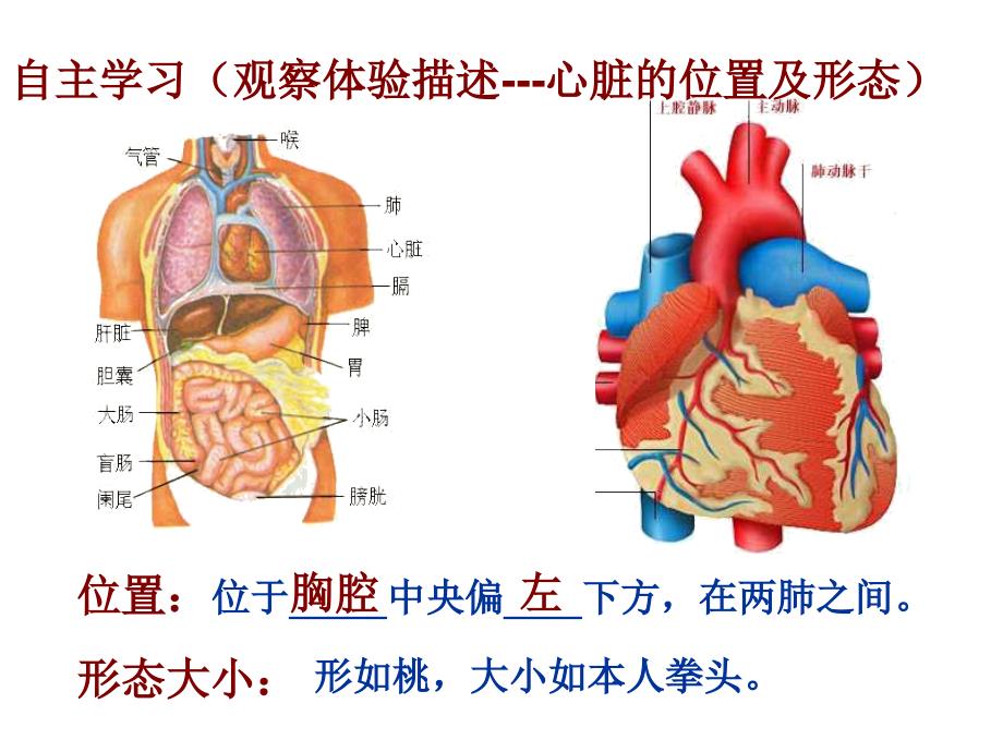 4.431输送血液的泵心脏1_第3页