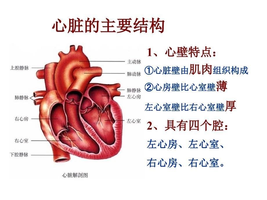 4.431输送血液的泵心脏1_第5页