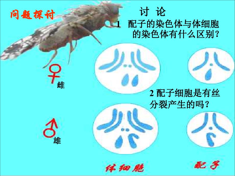 减数分裂ppt[1]._第2页