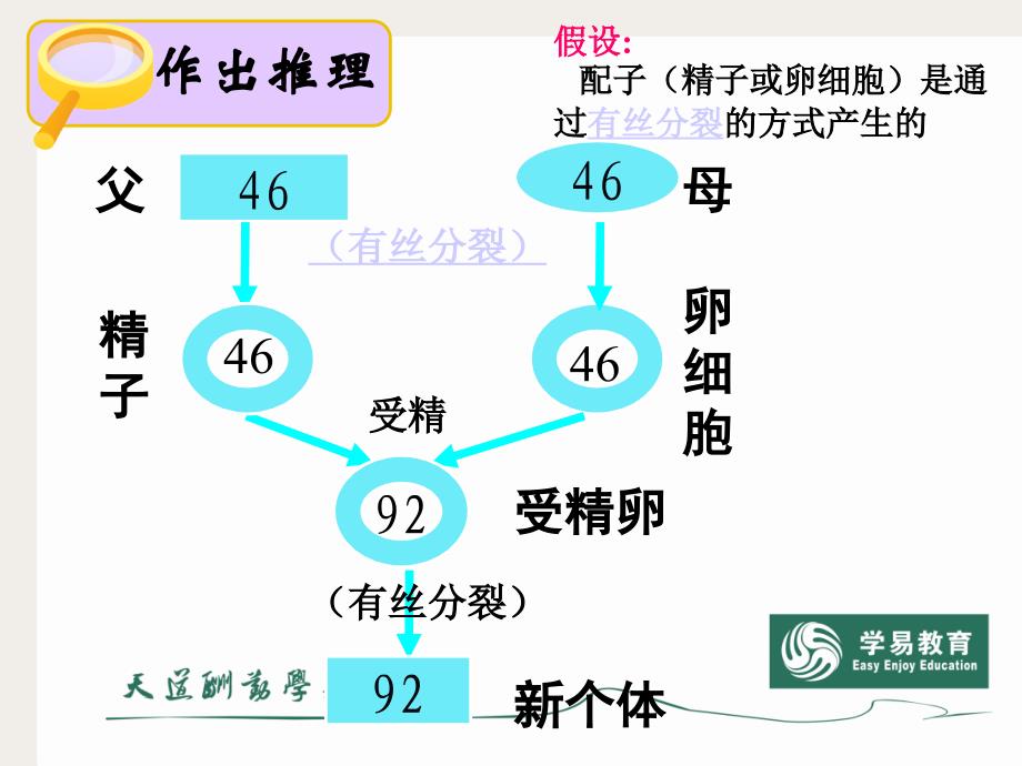 减数分裂ppt[1]._第3页