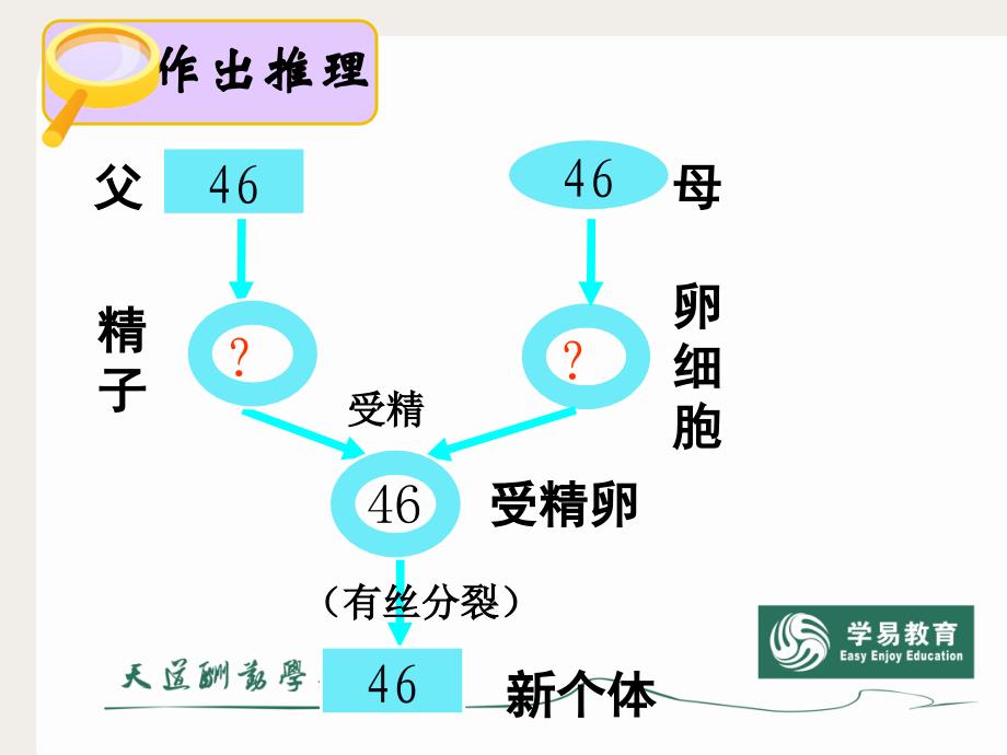 减数分裂ppt[1]._第4页