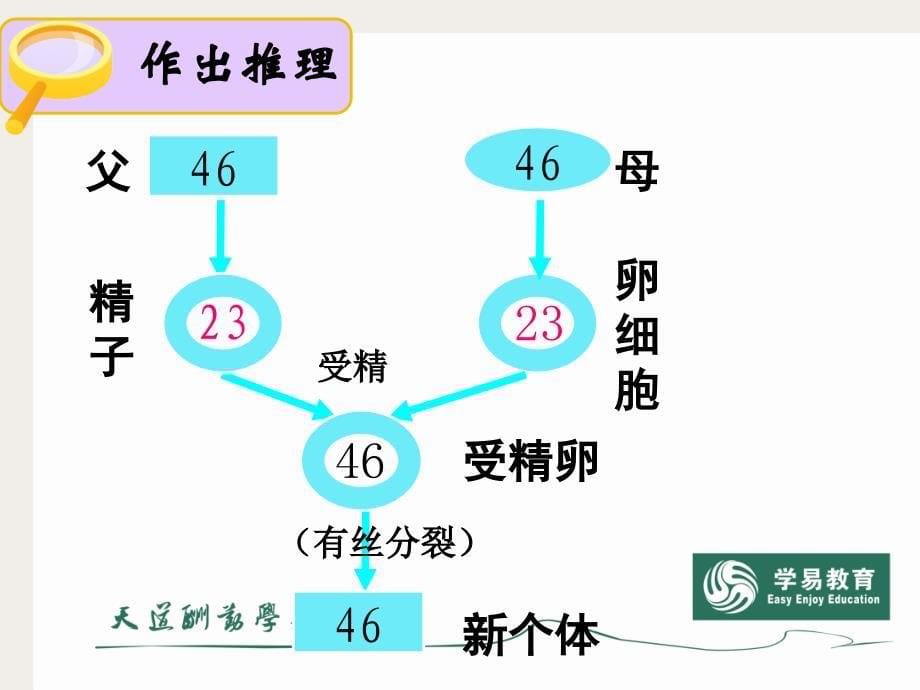 减数分裂ppt[1]._第5页