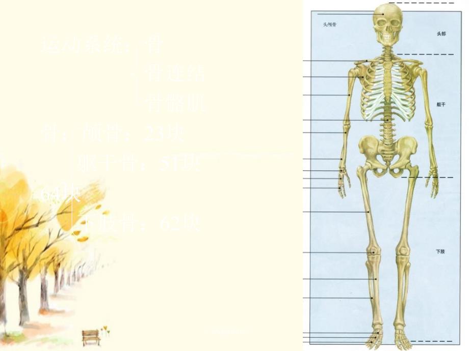 躯干骨颅骨人体解剖学_第1页