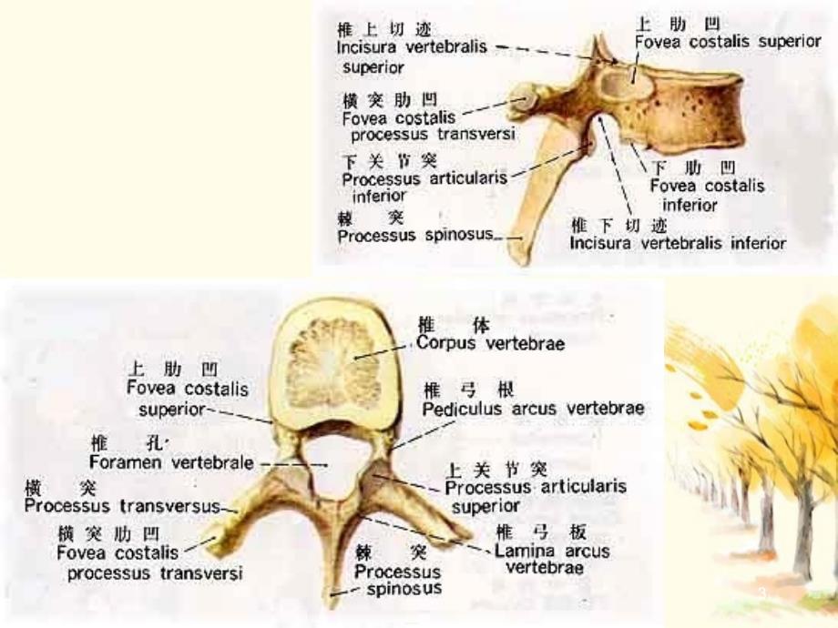 躯干骨颅骨人体解剖学_第3页