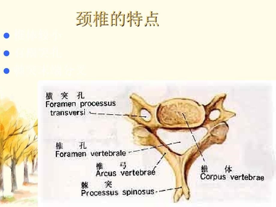 躯干骨颅骨人体解剖学_第5页