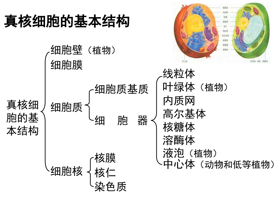 细胞器的结构和功能课件_第2页