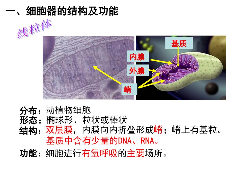 细胞器的结构和功能课件_第4页