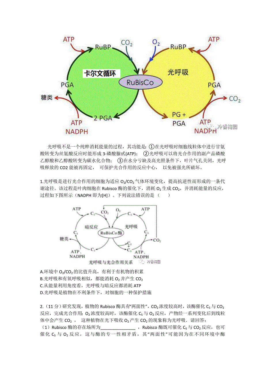 高三二轮复习生物素材：光呼吸现象归纳总结.docx_第2页