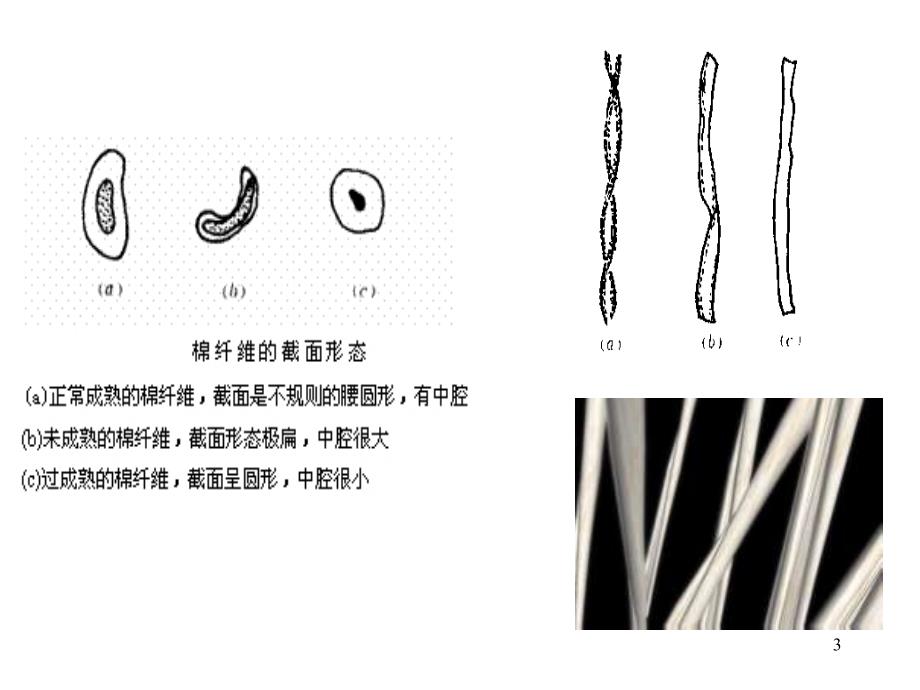 常用纺织纤维结构和性能PPT精选文档_第3页