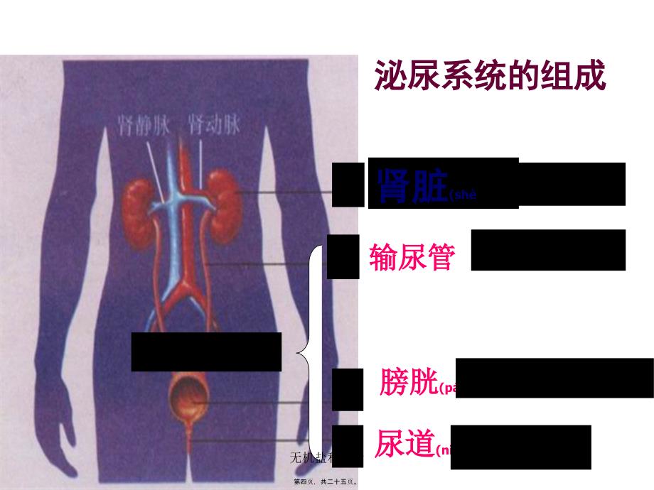 无机盐和尿素课件_第4页