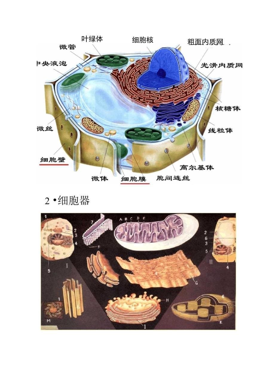2-1二细胞质的结构和功能(精)_第5页