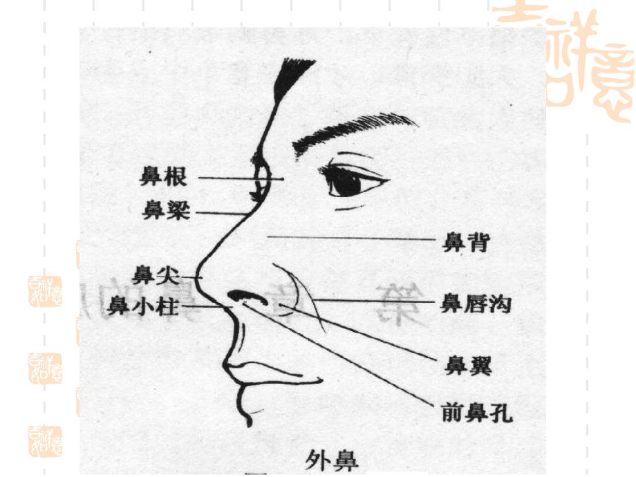 耳鼻咽喉科学解剖图解_第3页