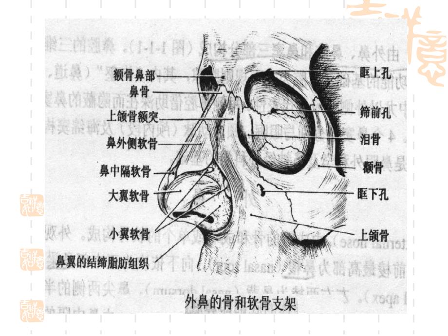 耳鼻咽喉科学解剖图解_第4页