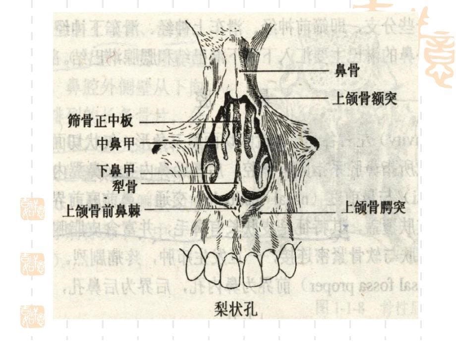 耳鼻咽喉科学解剖图解_第5页