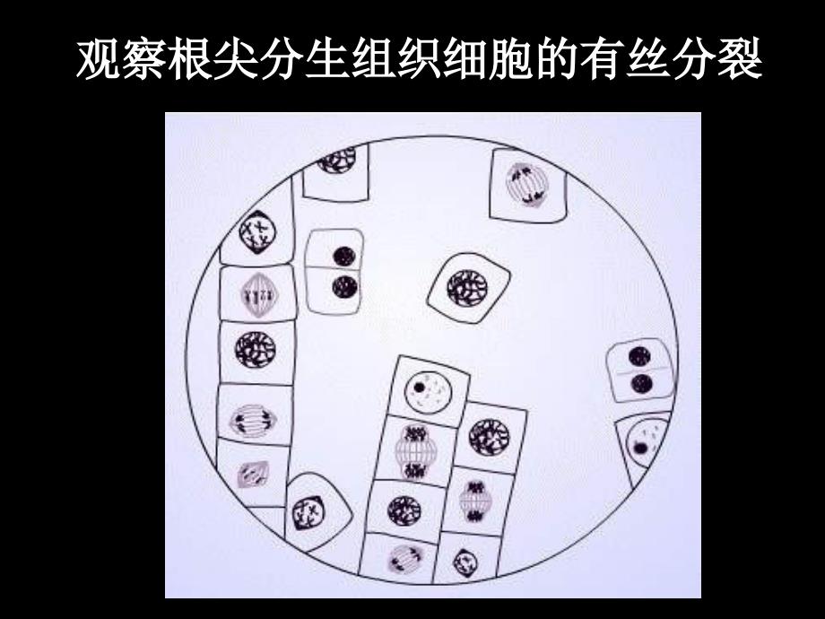 组织器官个体细胞分化celldifferentiation_第1页