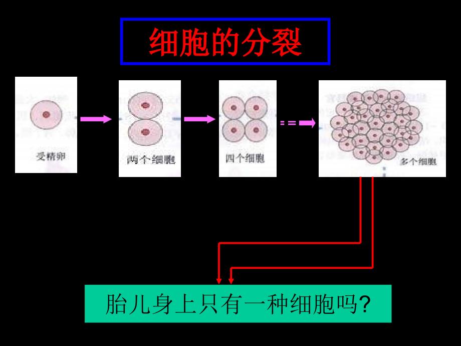 组织器官个体细胞分化celldifferentiation_第4页