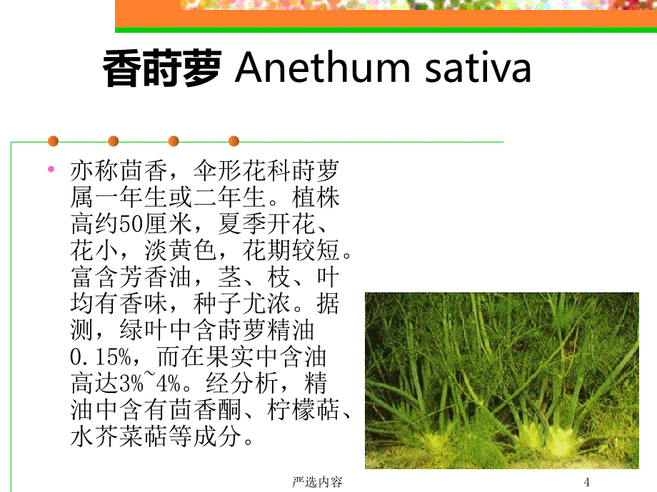 芳香植物图谱【优质参考】_第4页