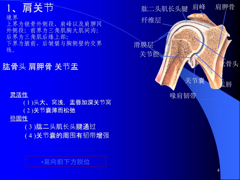 肩解剖与创伤MRI_第4页