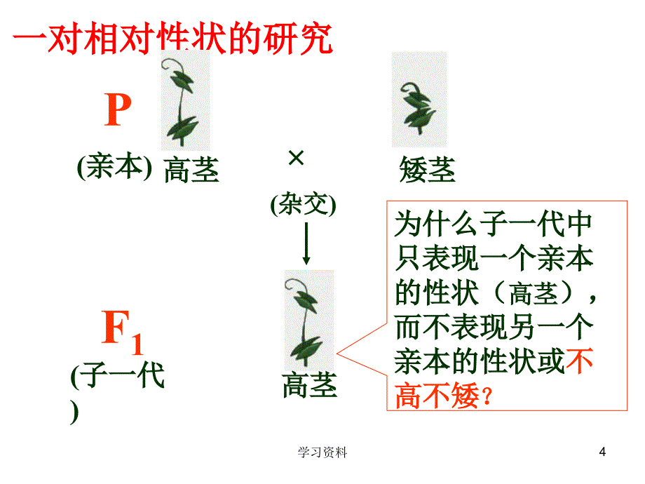 生物必修二孟德尔遗传定律复习学习资料_第4页