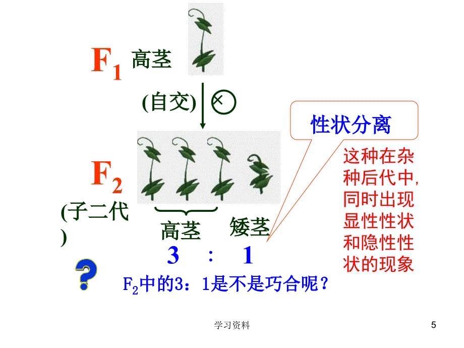 生物必修二孟德尔遗传定律复习学习资料_第5页