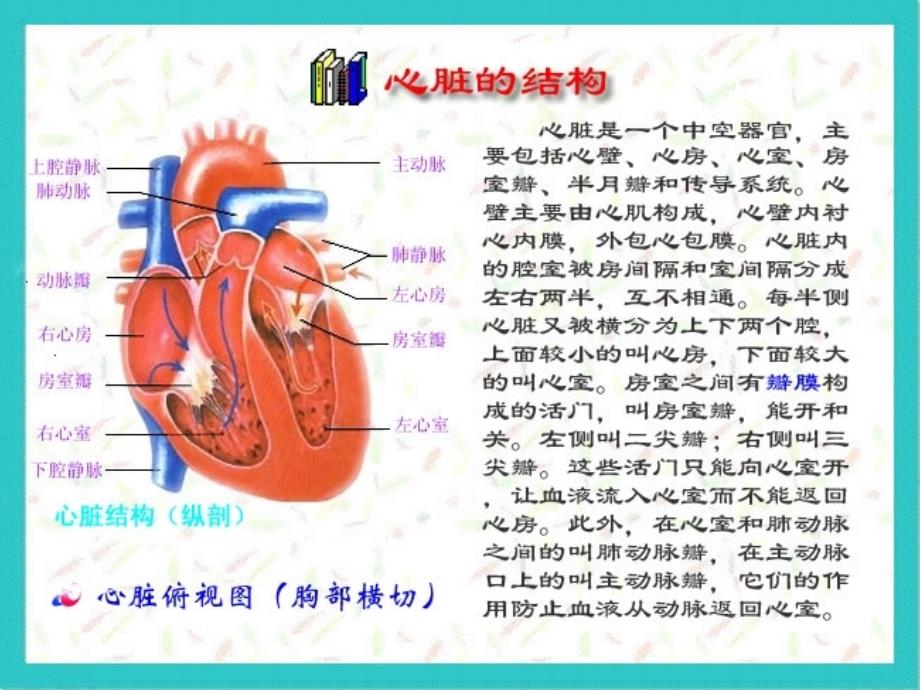 医学专题：心脏检查(视触叩)_第4页