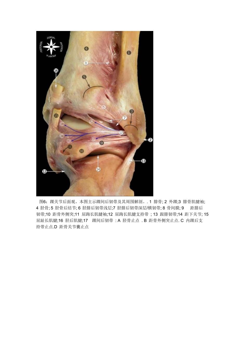 踝关节韧带解剖_第4页