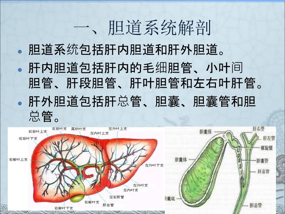 胆道系统超声诊断_第2页