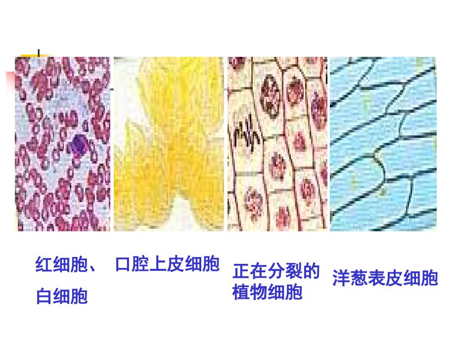 细胞的多样性和统一性一显微镜的使用_第2页