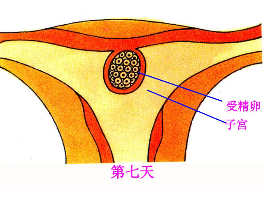 新生命的诞生_第2页