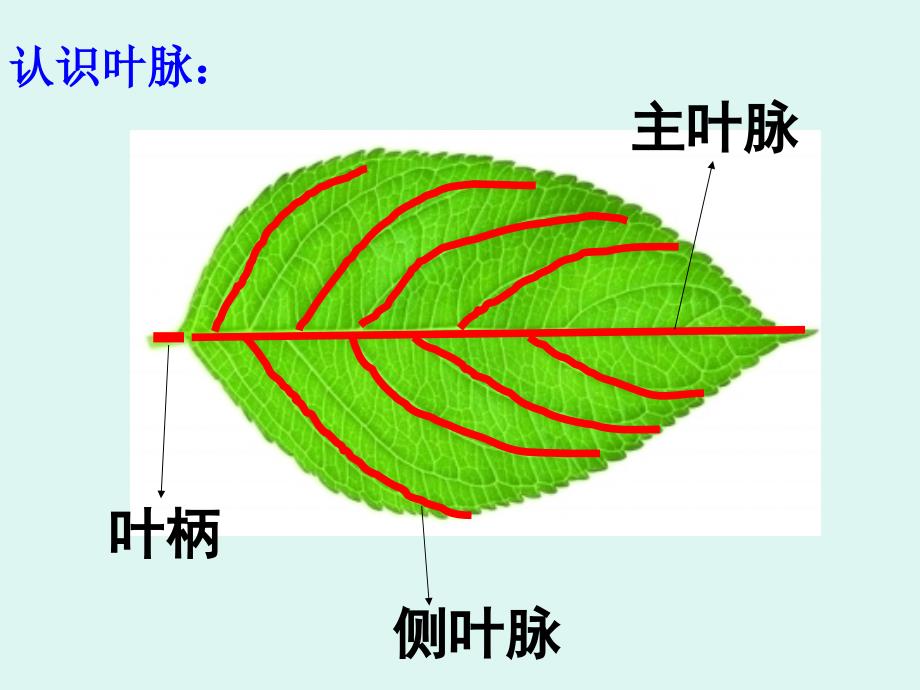 人教版小学二年级美术下册《叶子上的小血管》课件2_第4页