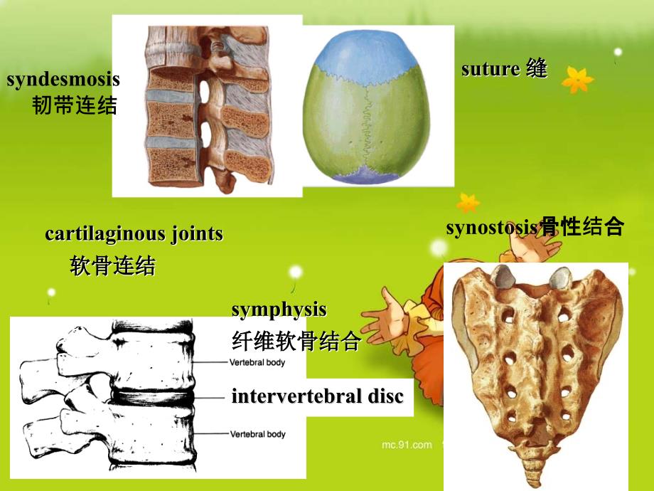 QIN关节肌学资料讲解_第3页